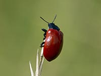 Chrysomela populi